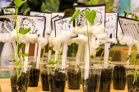 A variety of seedlings in plastic cups